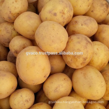 New fresh potato 100 - 200g for exporter in Vietnam - Gvaco